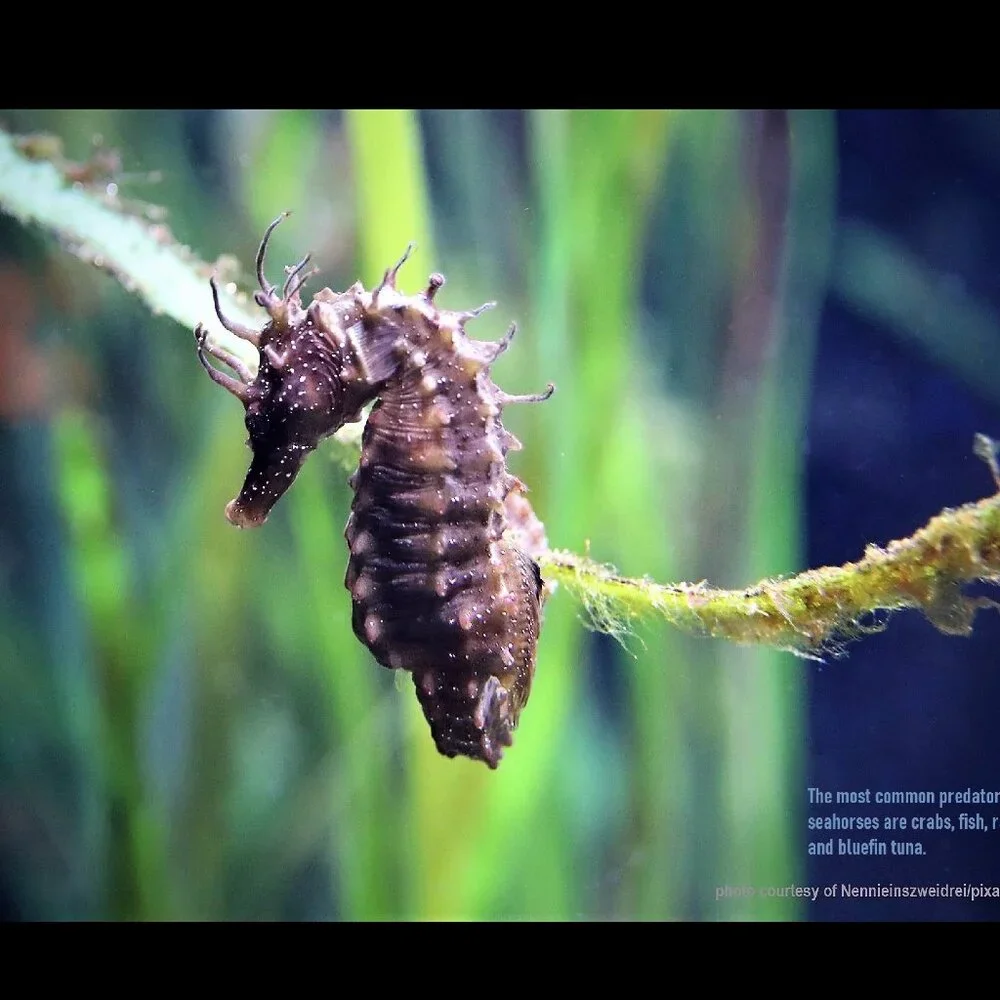 2027 Seahorse Calendar Ocean Marine Life Photography Coastal Decor Wall Calendar